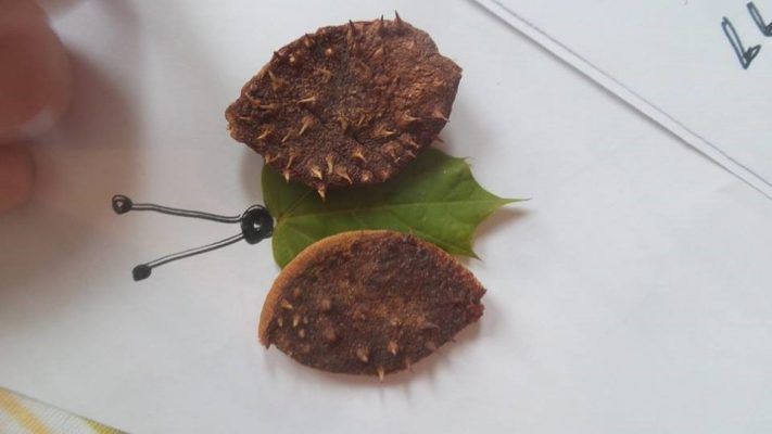 Zabawa 1 kasztanowe stworki Motylek