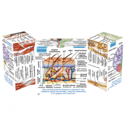 Kostka drewniana ludzkie ciało