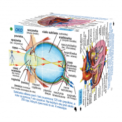 Kostka drewniana ludzkie ciało