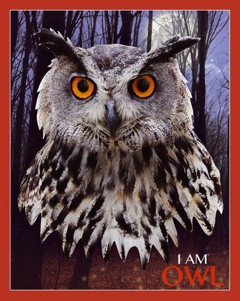 Puzzle konturowe I AM - Sowa 550 el. Puzzle konturowe I AM - Sowa 550 el.